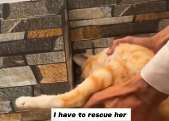 C2301012_This rescue raised a question no one agrees on #WhatDoYouThink #Rescue