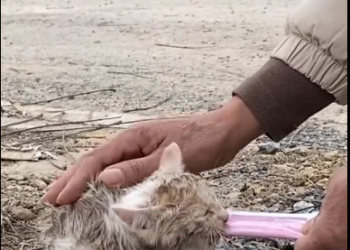 C2301014_Viewers noticed something strange at the end #LookAgain #RescueMoment