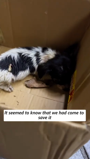 C2301015_This rescue didn’t go as planned at all #UnexpectedTurn #Rescue