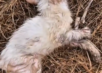 C2301017_This rescue moment stopped people from scrolling #MustSee #RescueStory