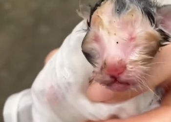 C0701005_Rescue newly born kitten then #rescue #fyp #animals #love #cute…