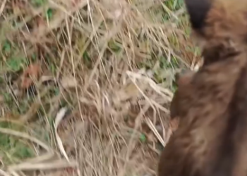 C2301021_No one expected this reaction during the rescue #Surprised #RescueStory