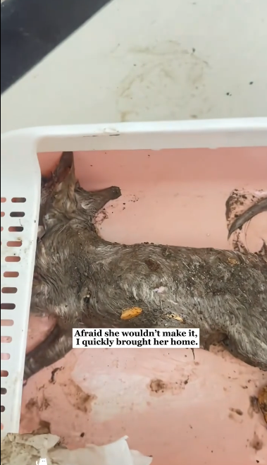 C2301023_Viewers are still talking about this rescue #Trending #RescueMoment