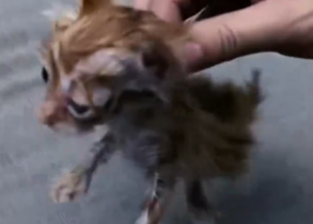 C2301025_This rescue moment divided the comments #Controversial #Rescue