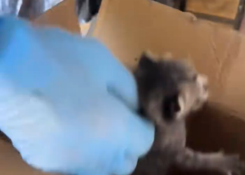 C2301028_This rescue proves timing is everything #RightTime #SaveLife