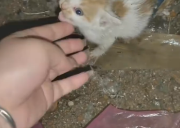 C2301030_This rescue left everyone thinking afterward #ThinkAboutIt #SaveLives