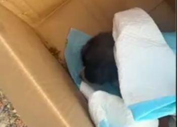 C0701007_Rescue sick puppy then #rescue #fyp #animals #animal #dog #puppy