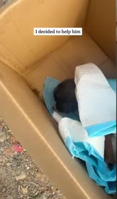 C0701007_Rescue sick puppy then #rescue #fyp #animals #animal #dog #puppy