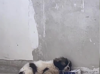 C0701007_Rescue sick puppy then #rescue #fyp #animals #animal #dog #puppy