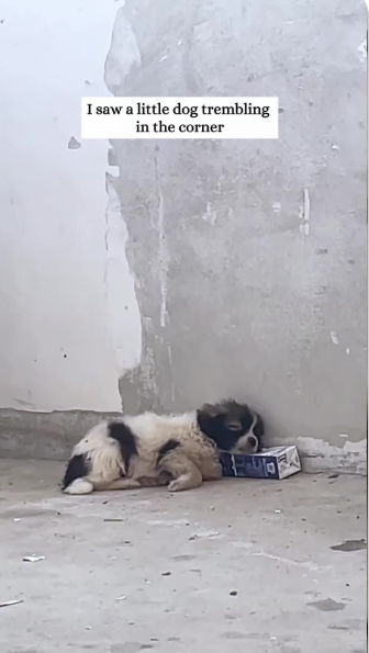 C0701007_Rescue sick puppy then #rescue #fyp #animals #animal #dog #puppy