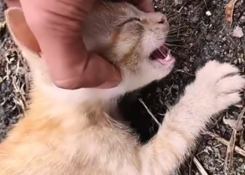 C0701012_Rescue poor kitten #rescue #rescueanimals #kitten #cat…