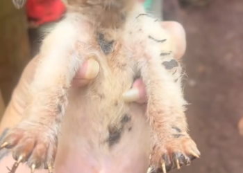 C0701013_#doglover #dog #dogvideos