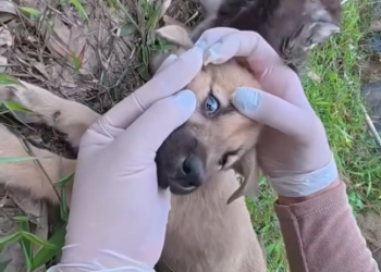 C0701015_Rescue puppy kitten #rescue #rescueanimals #kitt…