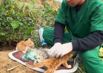 C0701011_Rescuing mother cat poisoned by pesticides then #rescue #resc…