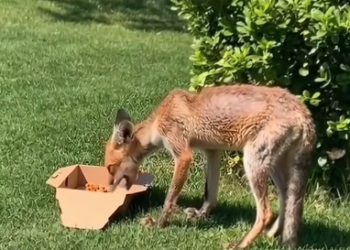 C0701001_She knew she was coming home me #animals #fox