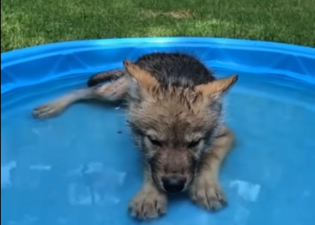 C0701007_We saved eachother #animals #wholesome #wolf