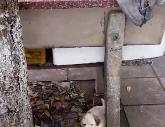 C0701008_Rescue puppy on road #rescue #rescueanim…