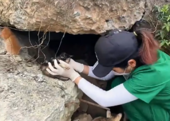 C0701012_Rescue kitten #rescue #rescueanimals #rescuec…