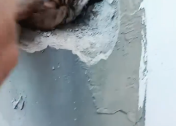 C0701013_Rescue sparrow then #rescue #rescueanimals