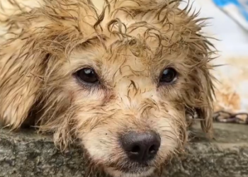 C0701014_Rescue puppy #rescue #rescueanimals #rescuedog