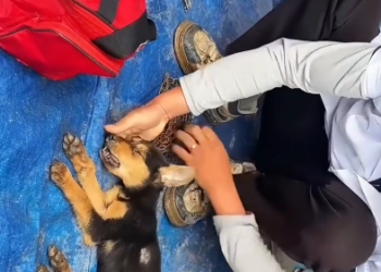 C0701015_Rescue puppy #rescue #rescueanimals #r…