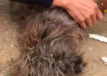 C0701017_Rescuing dying dog lying next to landfill in India