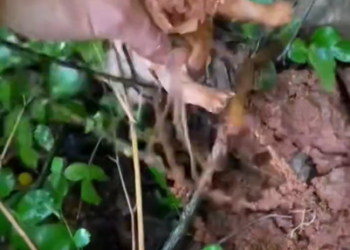 C0701018_girl rescue poor puppy #rescue