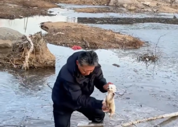 C0701019_kind family rescue puppy #rescue #rescuean…