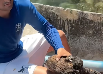 C0701020_kind family rescue baby possum then #rescue #rescueanimals