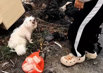 C0701022_If it were you, would you help dog family #rescue #rescuedog