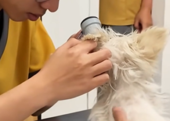 C0701023_If it were you, would you dare stop your car to save such homeless