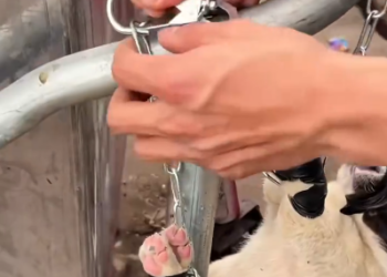 C0701024_Rescue dog landfill #rescue #rescuean…