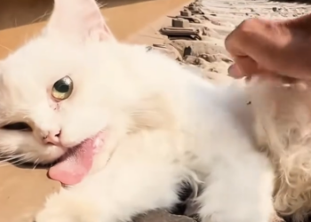 C0701025_Rescued cat suffering food poisoning lying on train tracks…