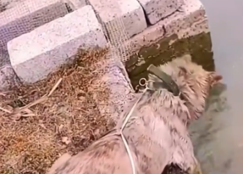 C0701028_kind dog save kitten #rescue #rescueanim…