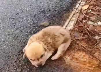 C0701029_Rescue an orphan puppy lying huddled on road #resc…