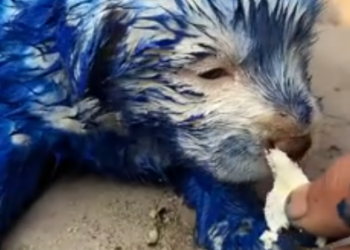 C0701030_Rescued puppy detergent all over its body on road