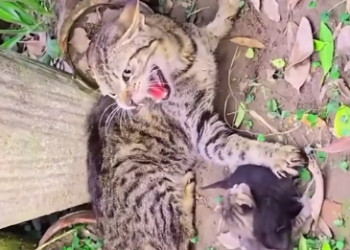 C0701009_Rescue help cat family have home