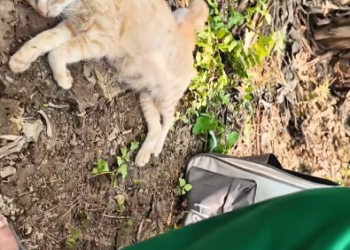 C0801001_Rescue family cat #rescue #rescueanimals #re…