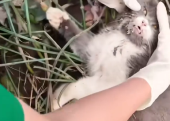 C0801002_Rescue family cat #rescue #rescuecat #resc…