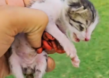 C0801003_Rescue family cat #rescue #rescueanimals #rescuec…