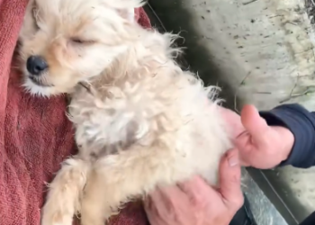 C0801004_Rescue of dying dog drifting down drain