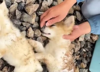 C0801005_Rescue puppy on train tracks then #rescue #rescueanimals #res…