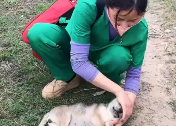 C0801006_girl rescues dying dog lying on side of road en…