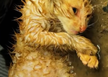 C0801007_Rescue dying kitten in heavy rain #re…