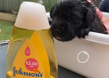 C0801008_She didn know it was black panther. #rescue #rescueanimals #anima…