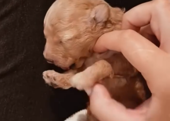 C0801009_Rescue newborn puppy #rescue #rescueani…