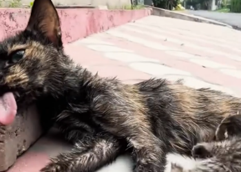 C0801011_Thanks rescuing cat family but what happened to them before