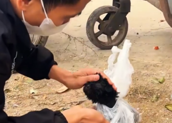 C0801012_man found poor dog abandoned in dumpster without knowing why