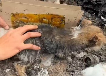 C0801013_Rescue dog #rescue #rescueanimals #animals…