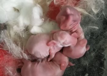 C0801014_Kind family rescues baby rabbits who lost their mother then